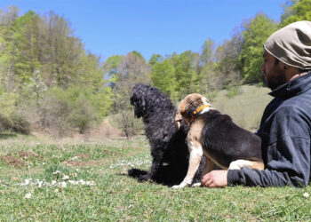 Creare relazioni con l’educazione cinofila: la storia di Pasquale