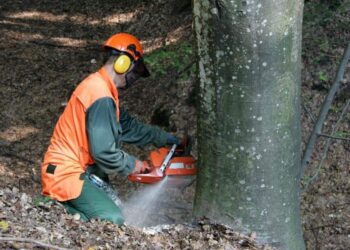 Comunità Montana Alburni: al via le assunzioni degli idraulico forestali