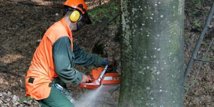 Comunità Montana Alburni: al via le assunzioni degli idraulico forestali