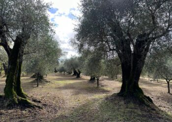 Campania. Legge sull’oleoturismo: ok alla proposta a firma del consigliere regionale Tommaso Pellegrino