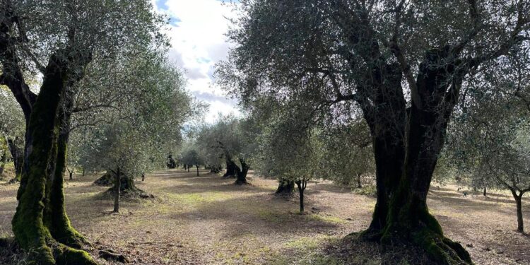 Campania. Legge sull’oleoturismo: ok alla proposta a firma del consigliere regionale Tommaso Pellegrino