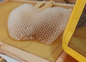 Giornata delle api. Coldiretti: “Provincia di Salerno ha il 17% delle arnie campane”