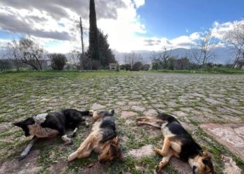 Cinque cani avvelenati e colpiti con arma da fuoco a Sala Consilina