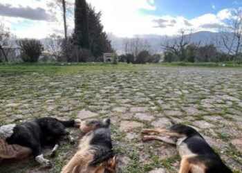 Cane uccisi a Sala Consilina: taglia da 5000 euro dell’Aidaa per trovare i responsabili