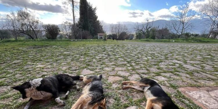 Cinque cani avvelenati e colpiti con arma da fuoco a Sala Consilina