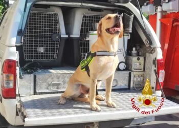 I vigili del fuoco di Salerno festeggiano il quinto compleanno di Ben, il cane coraggio che supporta i caschi rossi