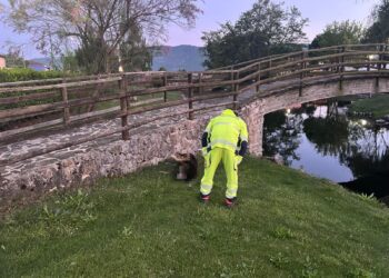 Ennesimo ritrovamento di un cane senza vita a Silla di Sassano. La polemica: “Tardivo intervento delle autorità preposte”