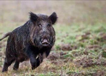 Sorpreso a cacciare cinghiali dalle Guardie dell’ENPA di Salerno ad Albanella