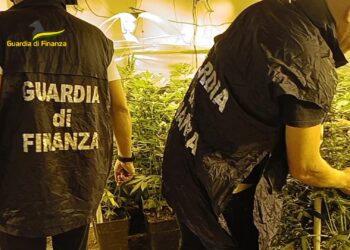 Scoperto laboratorio Hi-Tech per la coltivazione di marijuana a Napoli