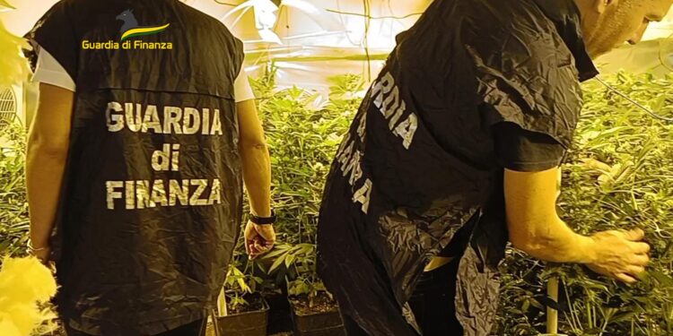 Scoperto laboratorio Hi-Tech per la coltivazione di marijuana a Napoli