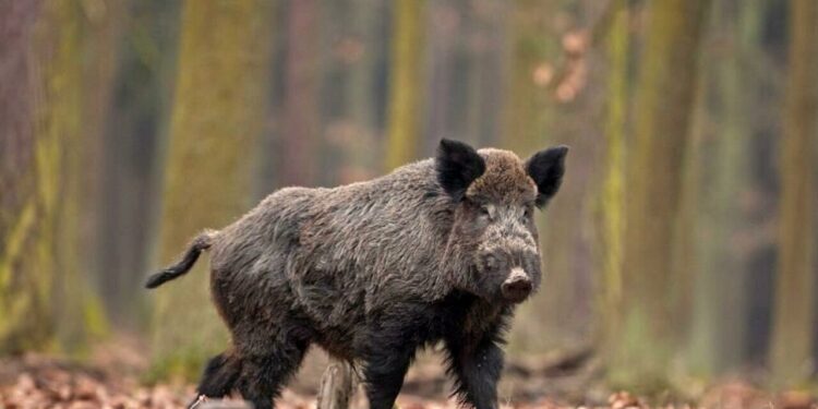 Nuovo caso di peste suina a Buonabitacolo. A Montesano saranno abbattuti tre maiali privi di identificazione