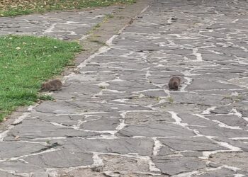 Topi a passeggio nella Villa Comunale di Silla di Sassano: la denuncia del gruppo “Sassano ancora si può” e la risposta del Sindaco
