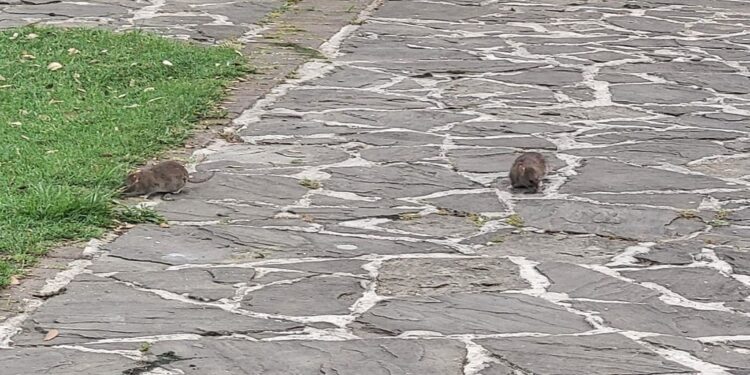 Topi a passeggio nella Villa Comunale di Silla di Sassano: la denuncia del gruppo “Sassano ancora si può” e la risposta del Sindaco