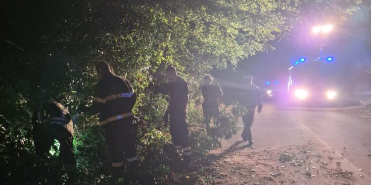 Albero cade e invade la carreggiata sulla Polla-Petina