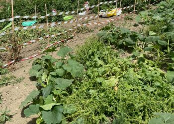 Emergenza istrici nel salernitano: “Serve un approccio per la gestione”