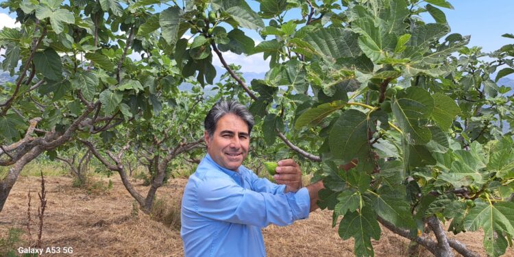 Il Consorzio di tutela del Fico bianco del Cilento Dop è stato riconosciuto dal Ministero