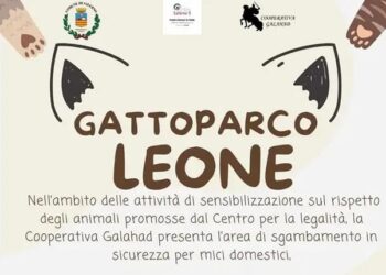 A Salerno nasce il “Gattoparco Leone”: lo spazio dedicato al gatto scuoiato vivo ad Angri
