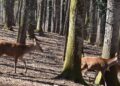 Riaperta al pubblico la Foresta Cerreta Cognole a Montesano sulla Marcellana