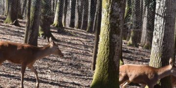 Riaperta al pubblico la Foresta Cerreta Cognole a Montesano sulla Marcellana