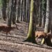 Riaperta al pubblico la Foresta Cerreta Cognole a Montesano sulla Marcellana