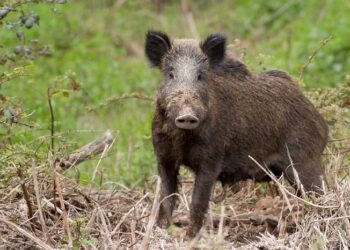Cinghiale provoca incidente in Cilento. Coldiretti: “Stop a fauna selvatica incontrollata”