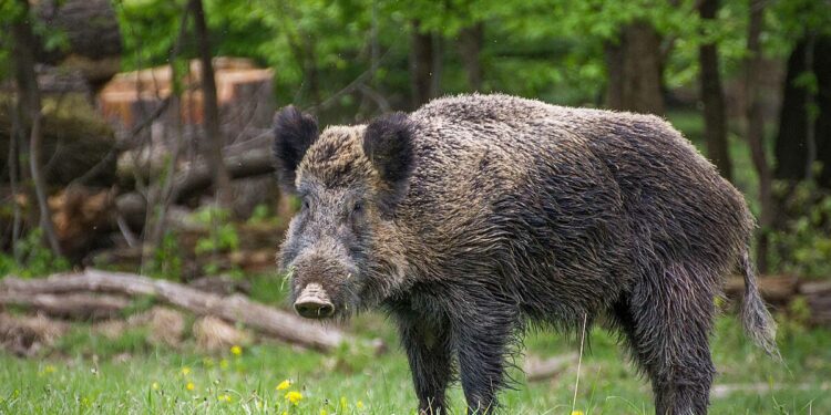 Postiglione: collaborazione tra Enti per gestire l’emergenza cinghiali