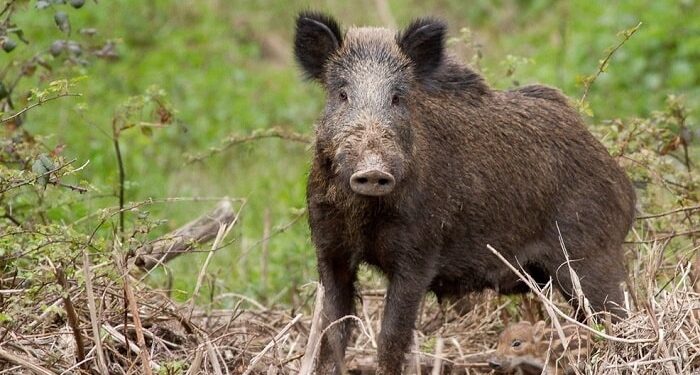Cinghiale provoca incidente in Cilento. Coldiretti: “Stop a fauna selvatica incontrollata”