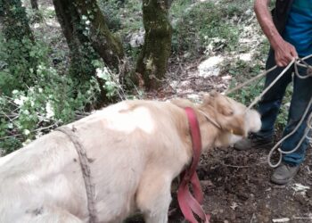 Storia a lieto fine a Corleto Monforte: spettacolare salvataggio di un vitello caduto in una grava