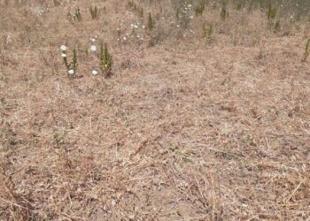 I cinghiali minacciano la produzione dei ceci di Cicerale