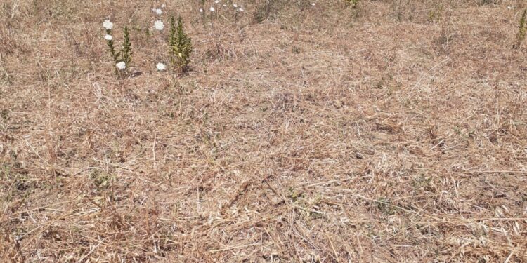 I cinghiali minacciano la produzione dei ceci di Cicerale