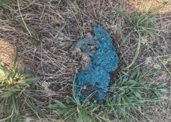 Belle, il cane di quartiere, avvelenata a Montesano sulla Marcellana