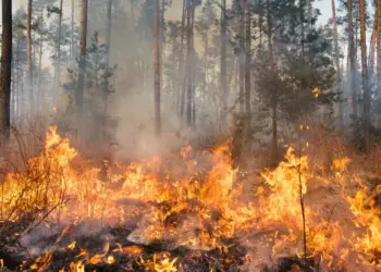 Incendi boschivi, ecco il piano triennale della Regione Campania