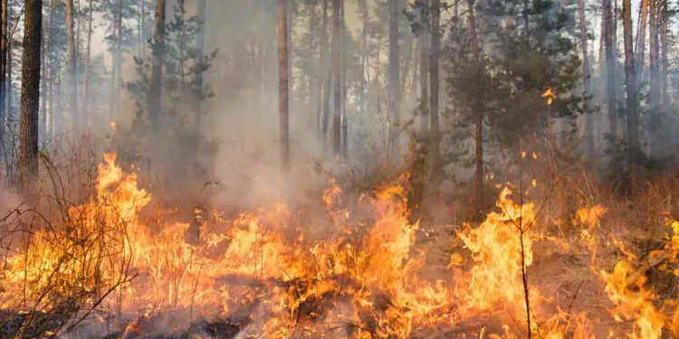 Incendi boschivi, ecco il piano triennale della Regione Campania