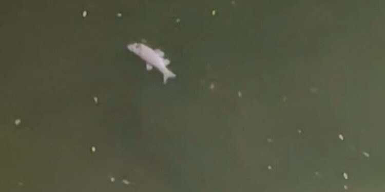 Cattivi odori e pesci morti nel fiume Tanagro. Le indagini partono da Polla