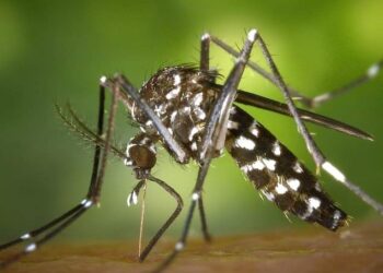 Allarme Virus West Nile: a Controne disinfestazione straordinaria