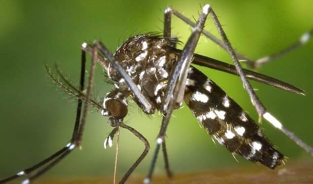 Allarme Virus West Nile: a Controne disinfestazione straordinaria