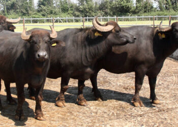 Lotta alla Brucellosi: Coldiretti Campania chiede la modifica del decreto del 2 maggio 2024