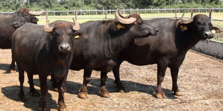 Lotta alla Brucellosi: Coldiretti Campania chiede la modifica del decreto del 2 maggio 2024