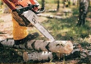 Forestali: nuovo disegno di legge della Regione Campania