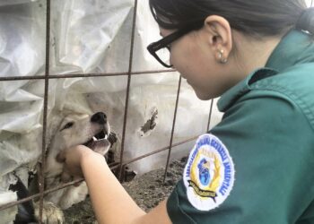 Padula, cani legati, in box fatiscenti e senza chip: il bilancio dell’operazione “benessere animali”