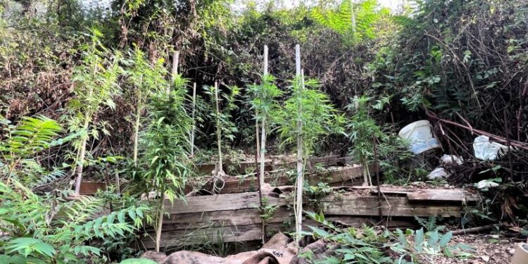 Battipaglia. La Polizia di Stato confisca un terreno usato per coltivare marijuana