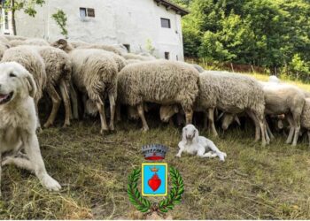 Allarme lupi a Corleto Monforte: Il Comune propone una soluzione all’Ente Parco