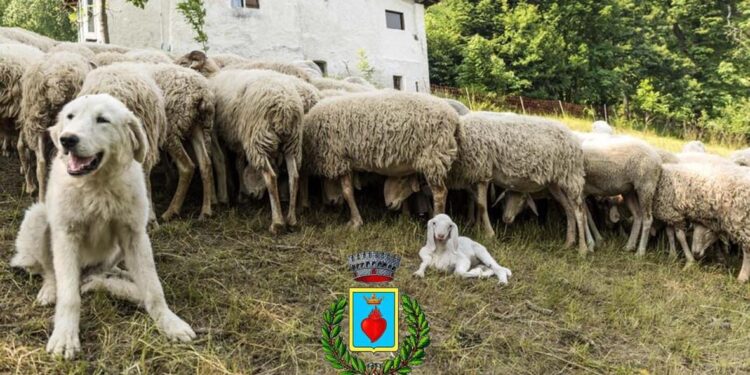 Allarme lupi a Corleto Monforte: Il Comune propone una soluzione all’Ente Parco