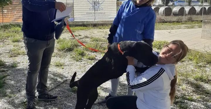 La storia a lieto fine di India, il cane Corso dallo sguardo triste