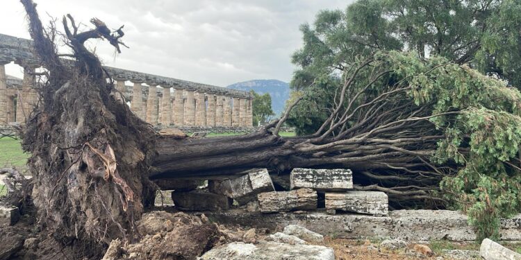 Maltempo a Capaccio Paestum, cadono alberi nella zona dei templi