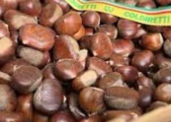 Castagne. Coldiretti: “Sarà anno positivo ma resta l’incognita meteo”