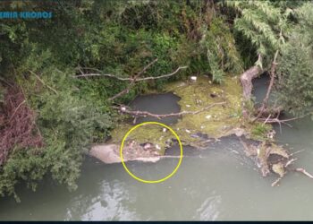 Oliveto Citra: capra gettata nel fiume con sacco di plastica in testa. La denuncia delle guardie AK di  Salerno