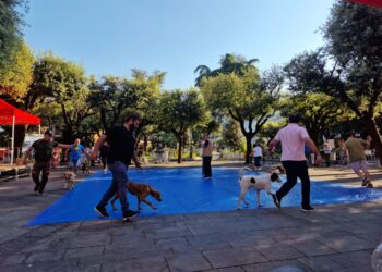 Tutto pronto per l’esposizione amatoriale canina “Città di Sant’Arsenio”