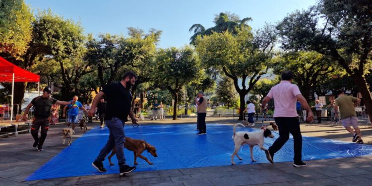 Tutto pronto per l’esposizione amatoriale canina “Città di Sant’Arsenio”
