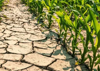 Siccità in Basilicata: richiesto lo stato di calamità al Masaf